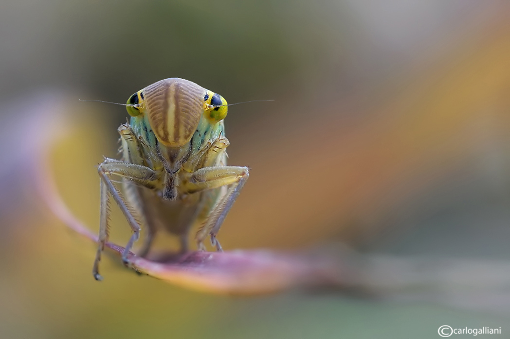 Cicadella viridis-scatti psichedelici