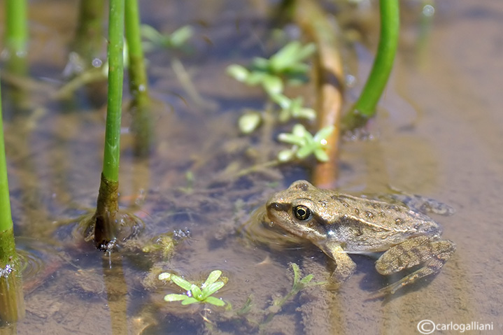 Rana peretzi ? Pelophylax perezi (Pirenei)