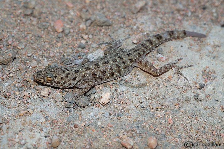 Geki dal deserto del sinai : Cyrtopodium scabrum