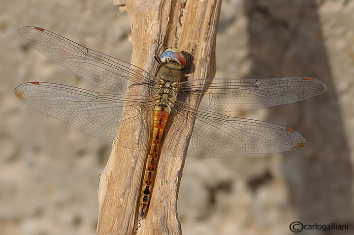 Pantala flavescens