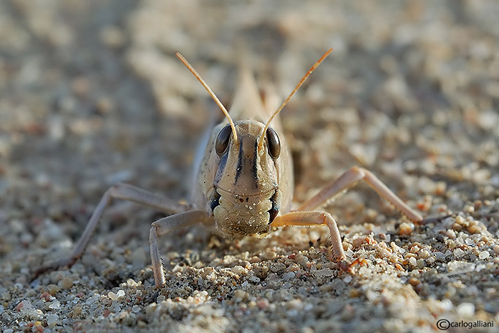 Shistocerca gregaria