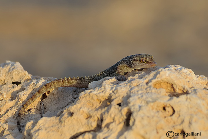 Geki dal deserto del sinai : Hemydactylus turcicus