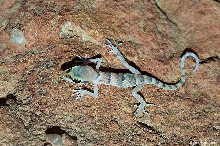 Geki dal deserto del sinai : Tropiocolotes nattereri