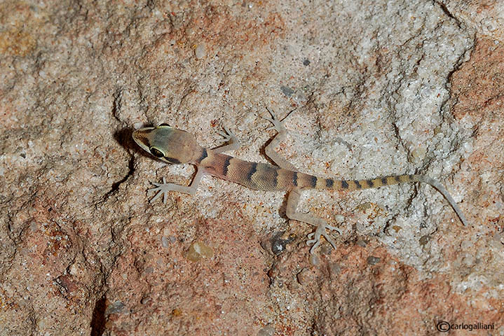 Geki dal deserto del sinai : Tropiocolotes nattereri