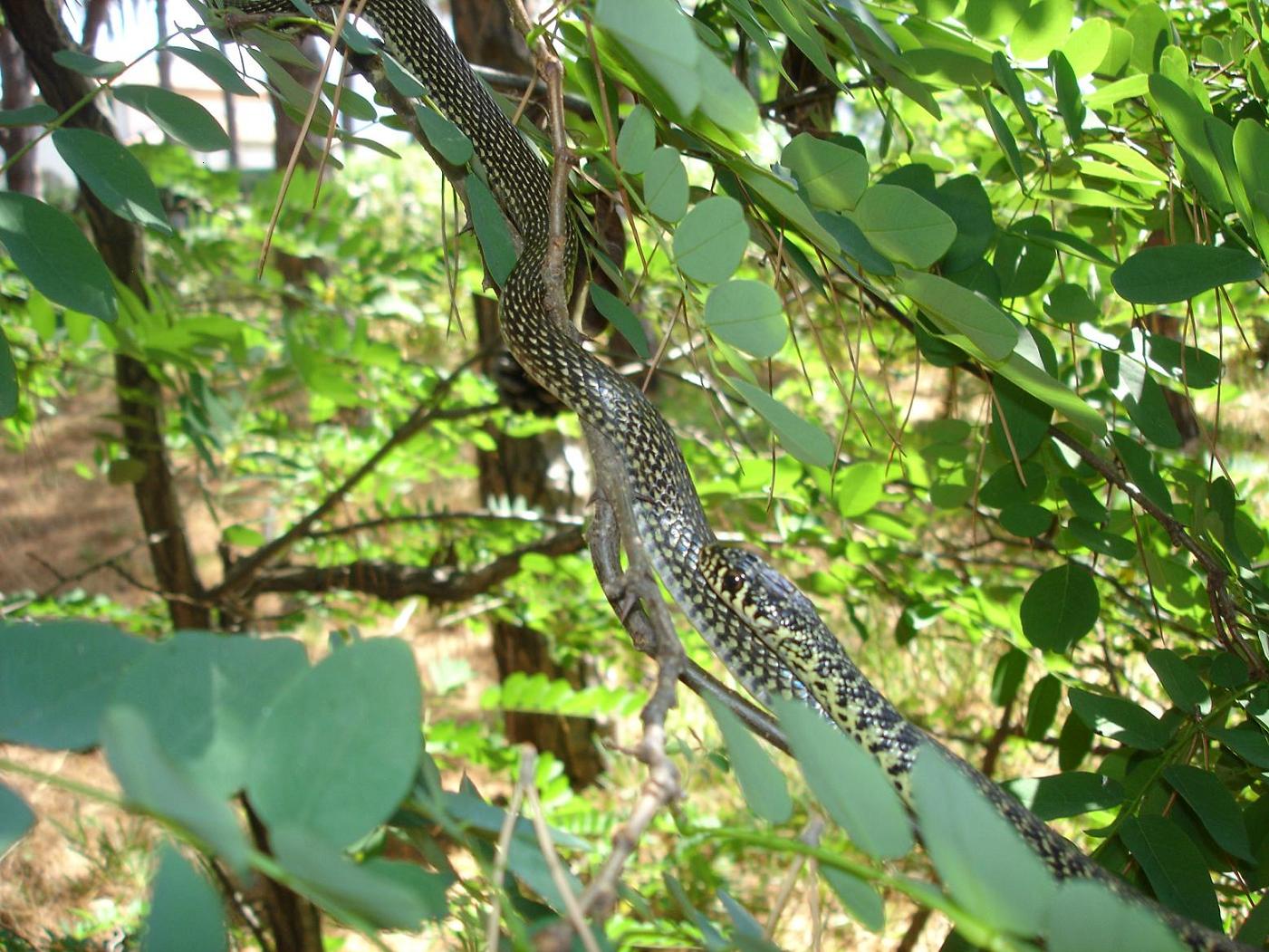 Biacco uccellatore