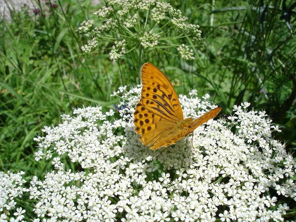 Argynnis - Argynnis paphia