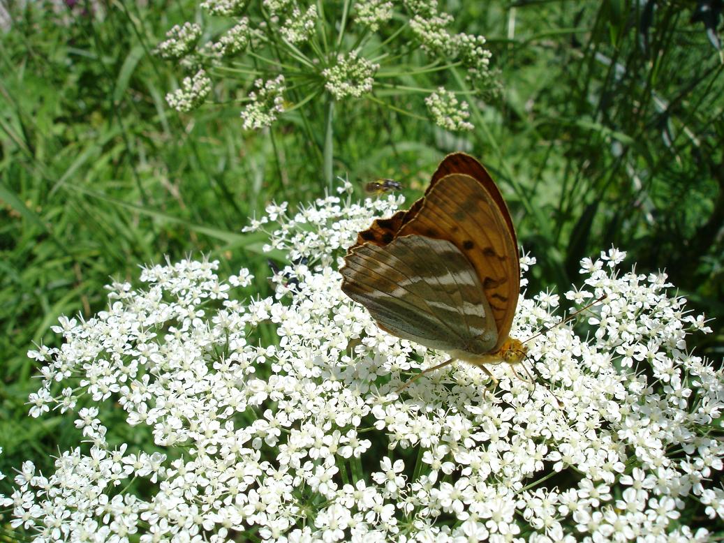 Argynnis - Argynnis paphia