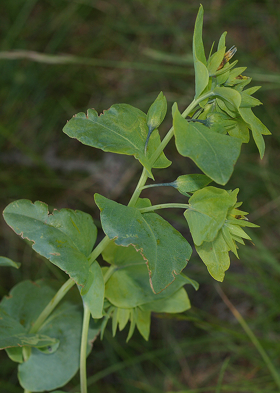 Cerinthe minor subsp. auriculata / Erba vajola auricolata