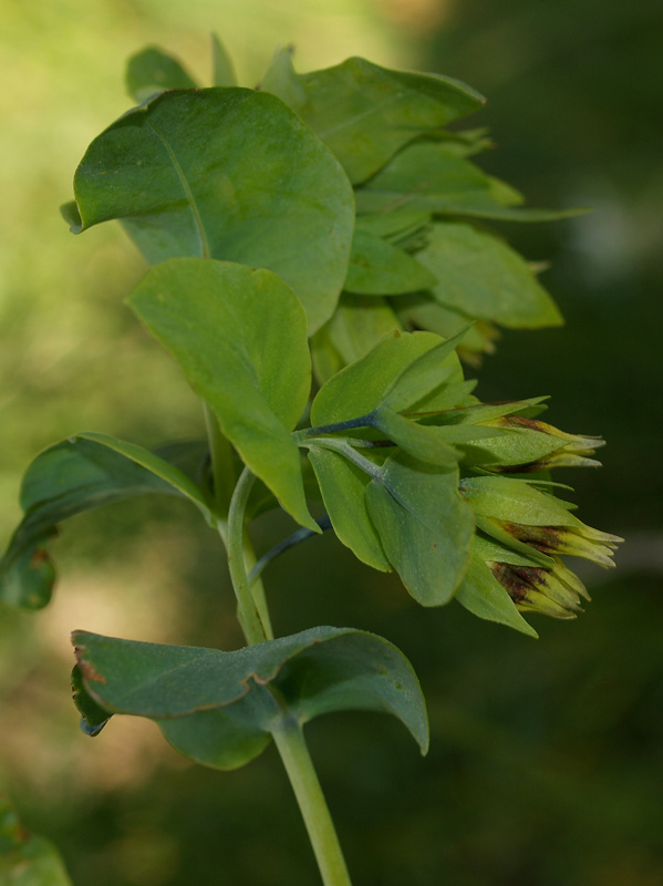 Cerinthe minor subsp. auriculata / Erba vajola auricolata