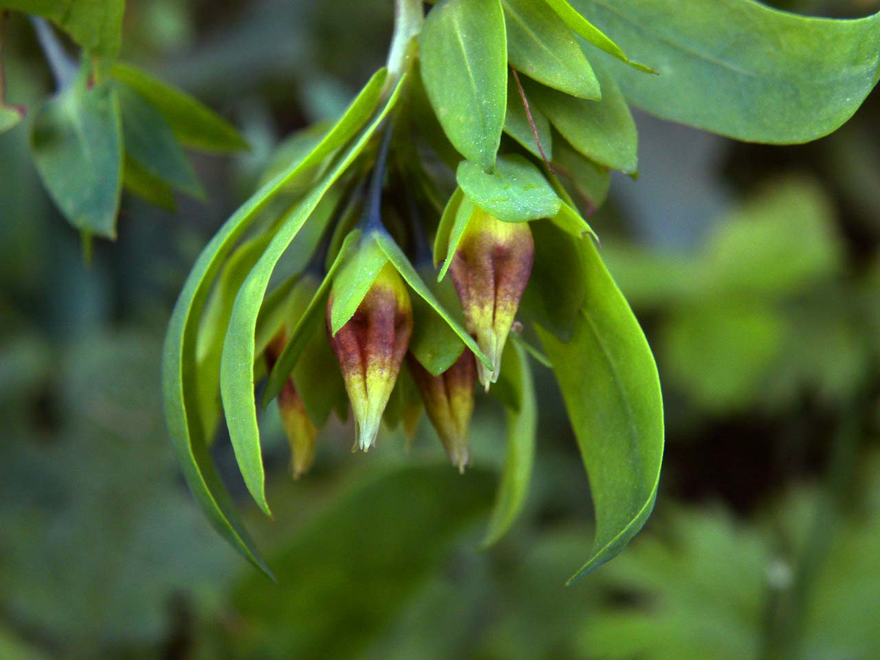 Cerinthe minor subsp. auriculata / Erba vajola auricolata