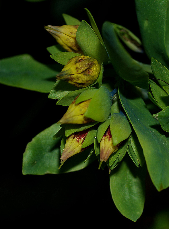 Cerinthe minor subsp. auriculata / Erba vajola auricolata