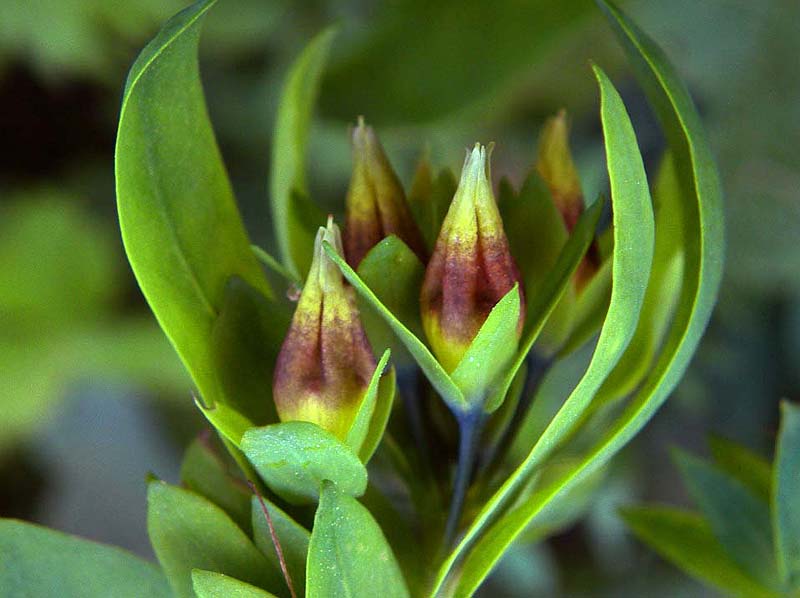 Cerinthe minor subsp. auriculata / Erba vajola auricolata