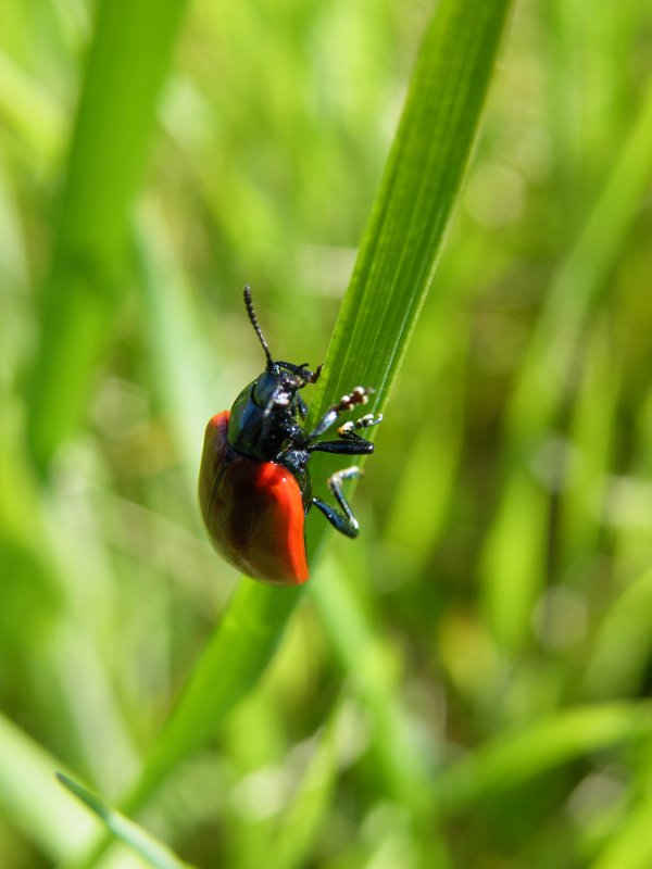 Chrysomela populi