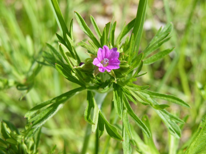 Geranium dissectum