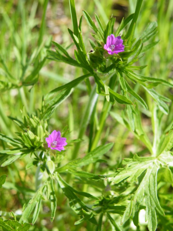 Geranium dissectum