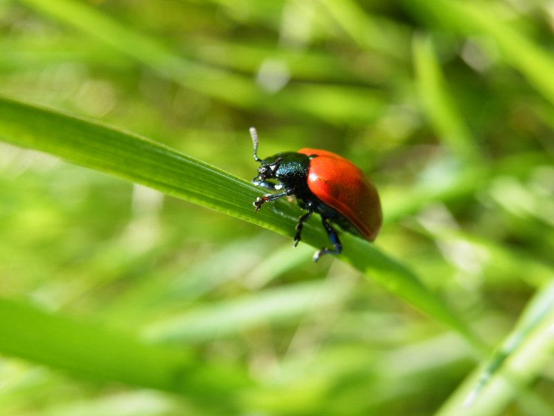 Chrysomela populi