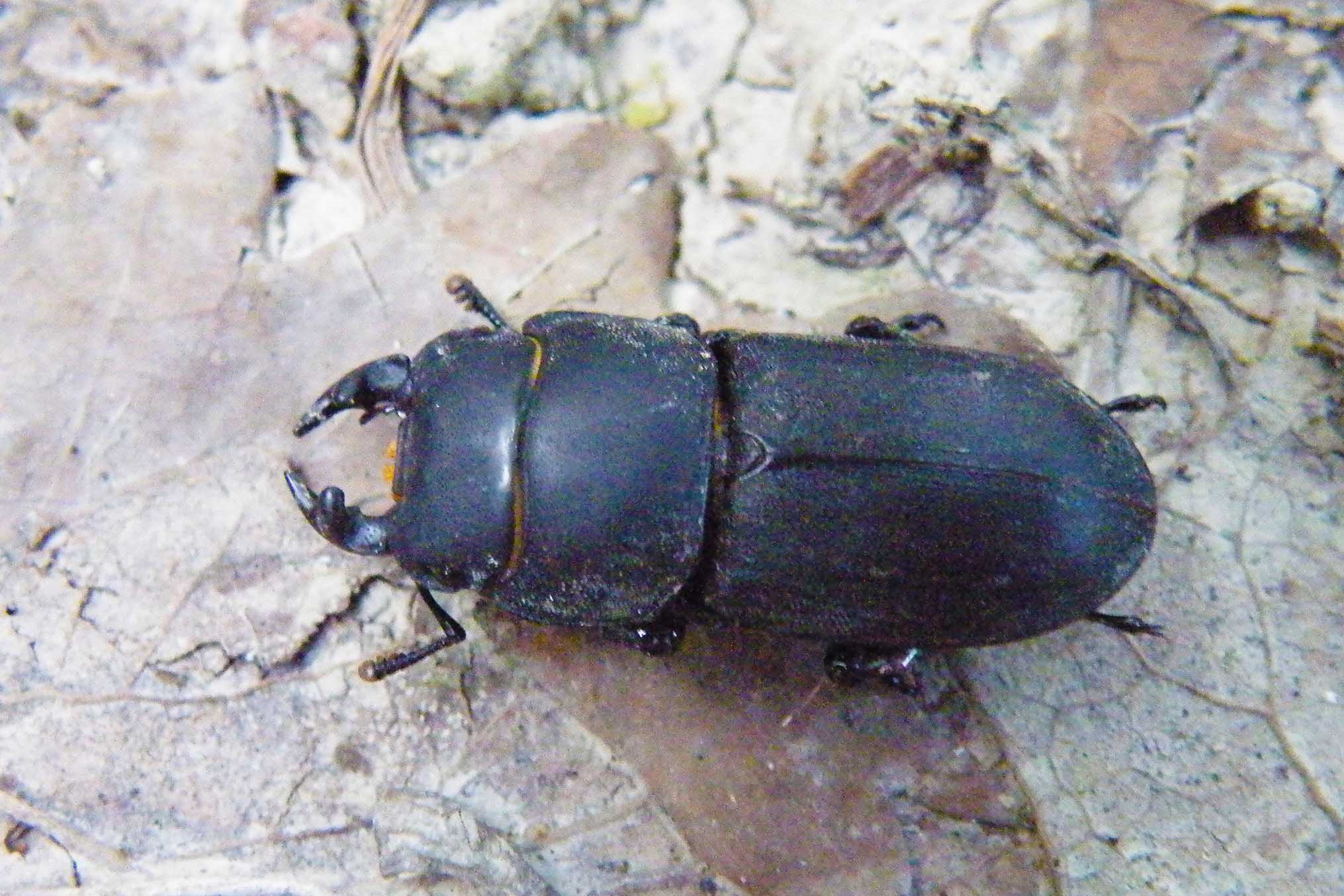 Dorcus parallelipipedus