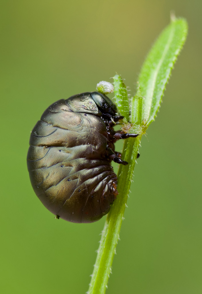 Larva di Timarcha sp.