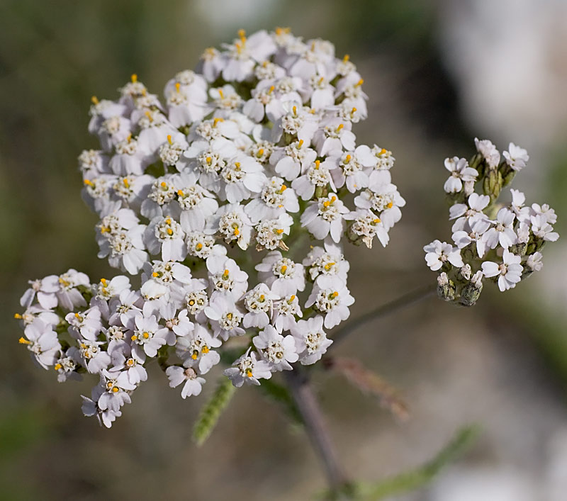 Achillea collina / Erba dei tagli