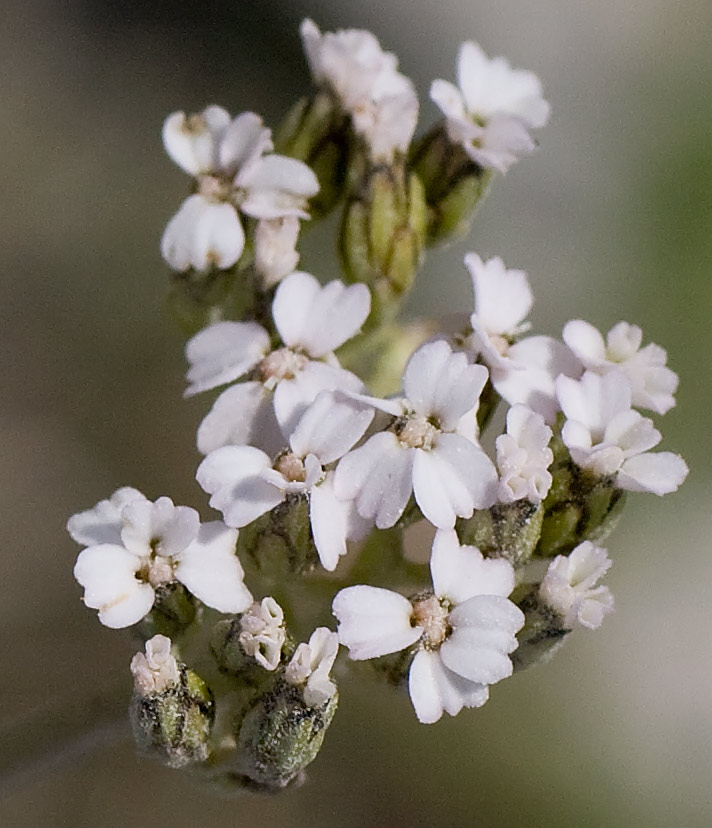 Achillea collina / Erba dei tagli