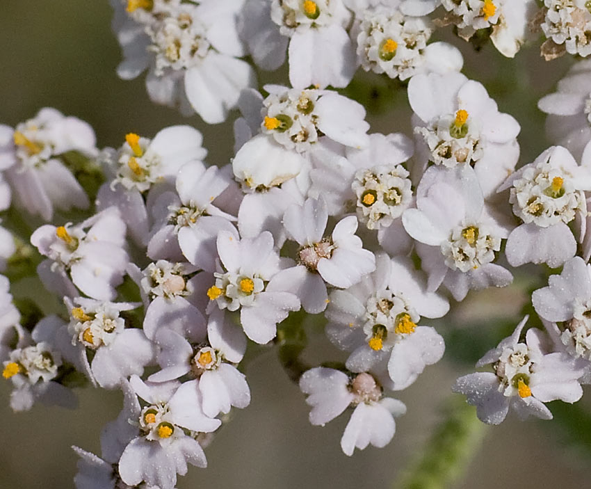 Achillea collina / Erba dei tagli