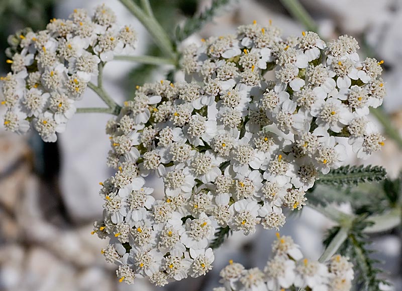 Achillea collina / Erba dei tagli