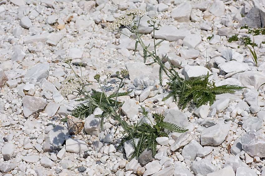 Achillea collina / Erba dei tagli