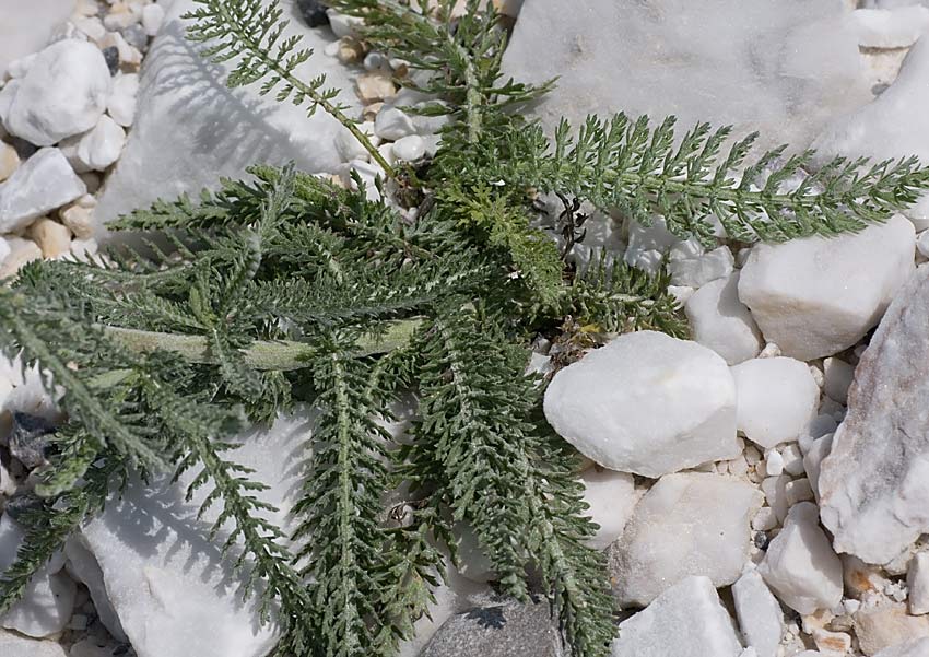 Achillea collina / Erba dei tagli