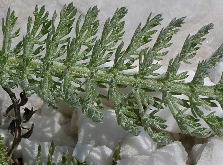 Achillea collina / Erba dei tagli