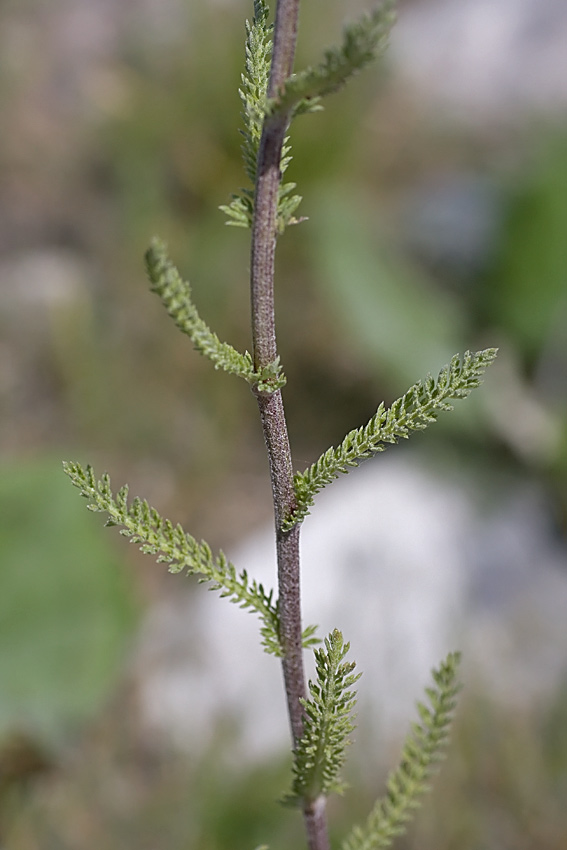 Achillea collina / Erba dei tagli