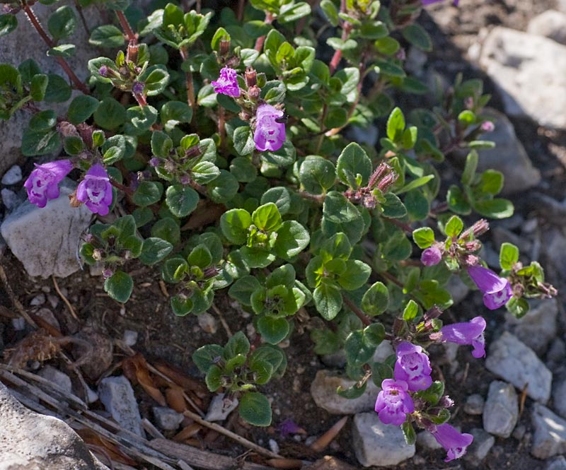 Salvia officinalis  (Lamiaceae)