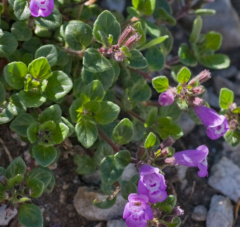 Salvia officinalis  (Lamiaceae)