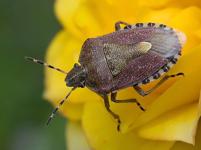 Pentatomidae: Dolycoris baccarum di Marina di Carrara (MS)