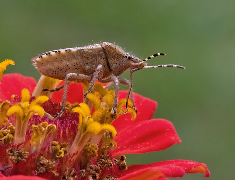 Pentatomidae: Dolycoris baccarum di Marina di Carrara (MS)