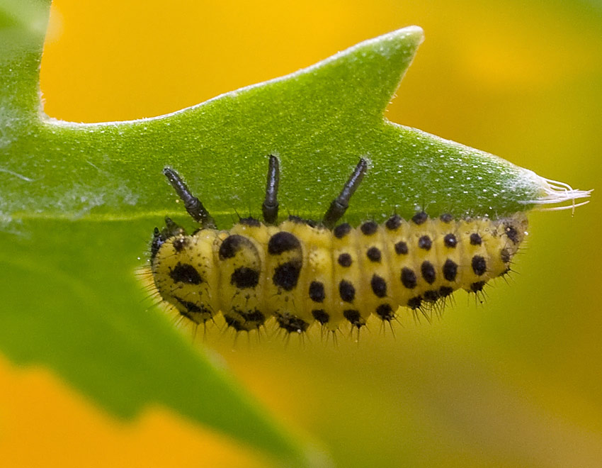 Propylea quatuordecimpunctata, Psyllobora vigintiduopunctata