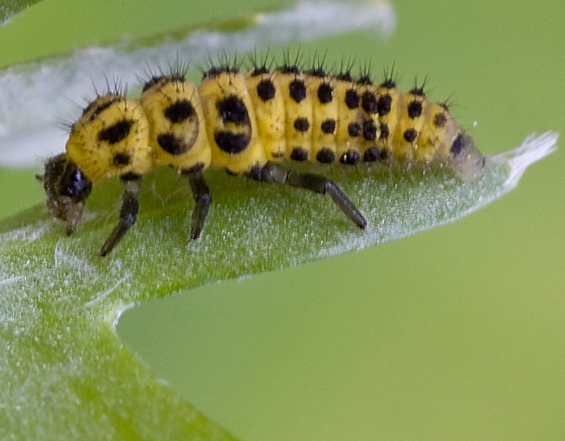 Propylea quatuordecimpunctata, Psyllobora vigintiduopunctata