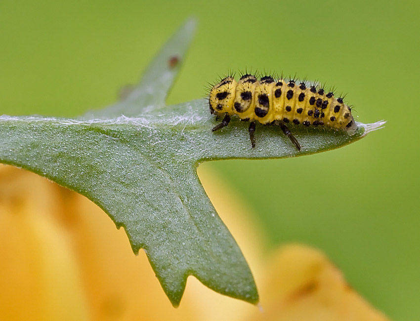 Propylea quatuordecimpunctata, Psyllobora vigintiduopunctata