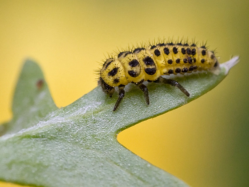 Propylea quatuordecimpunctata, Psyllobora vigintiduopunctata