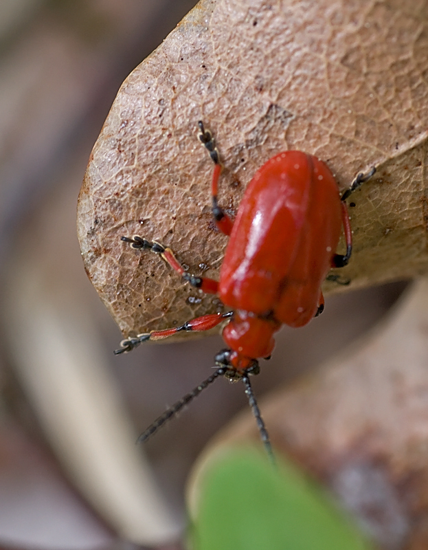 Coleottero rosso: Lilioceris merdigera