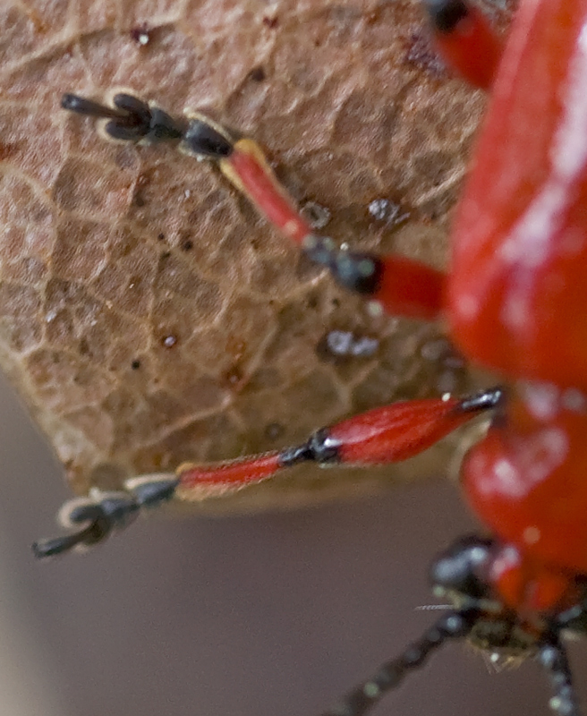 Coleottero rosso: Lilioceris merdigera