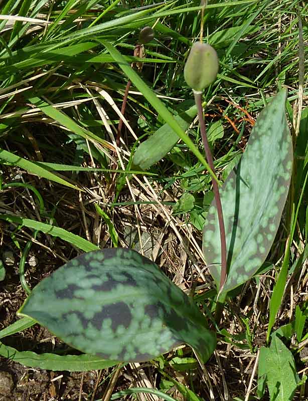 Erythronium dens-canis / Dente di cane