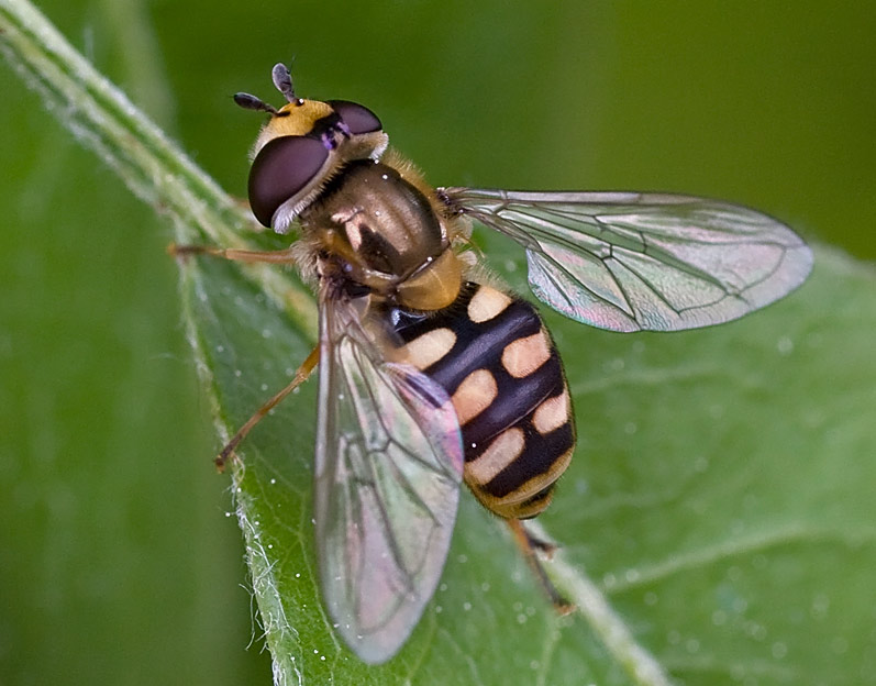 Syrphidae: Eupeodes luniger o corollae?