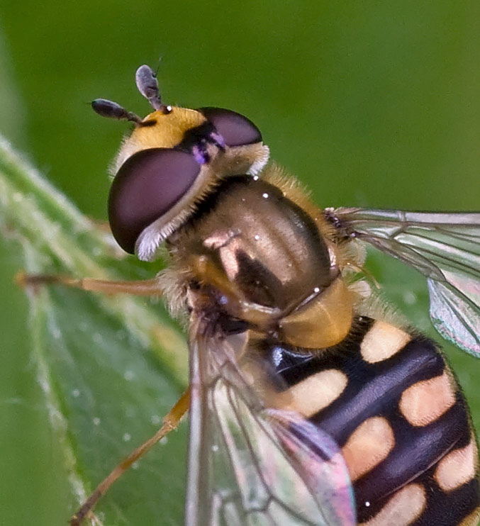 Syrphidae: Eupeodes luniger o corollae?