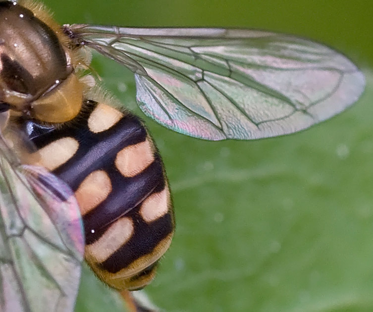 Syrphidae: Eupeodes luniger o corollae?