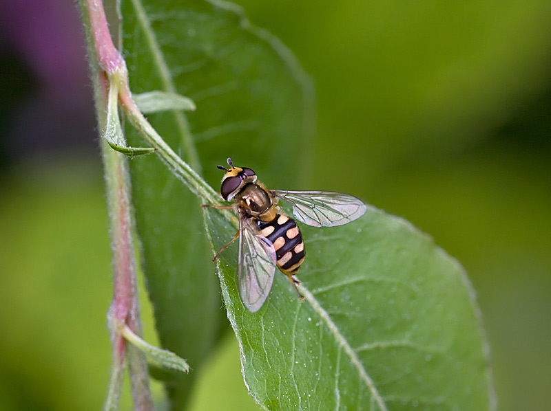 Syrphidae: Eupeodes luniger o corollae?