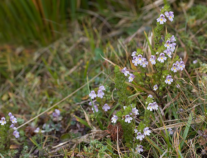 Altra  Euphrasia....quale?