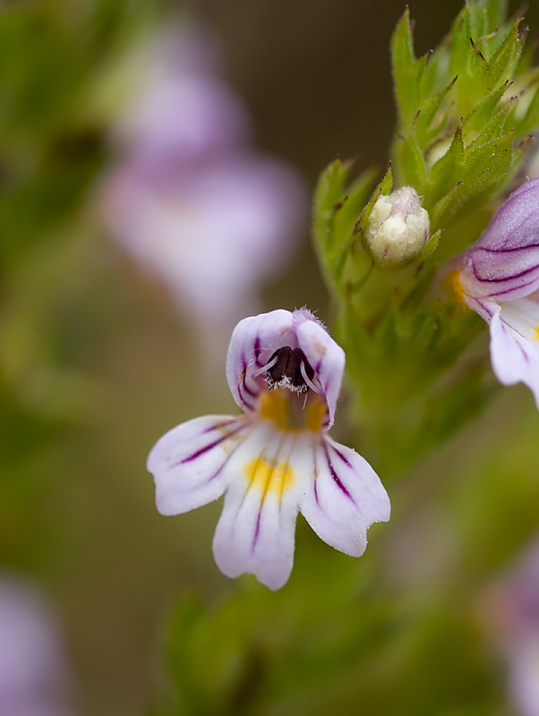 Altra  Euphrasia....quale?