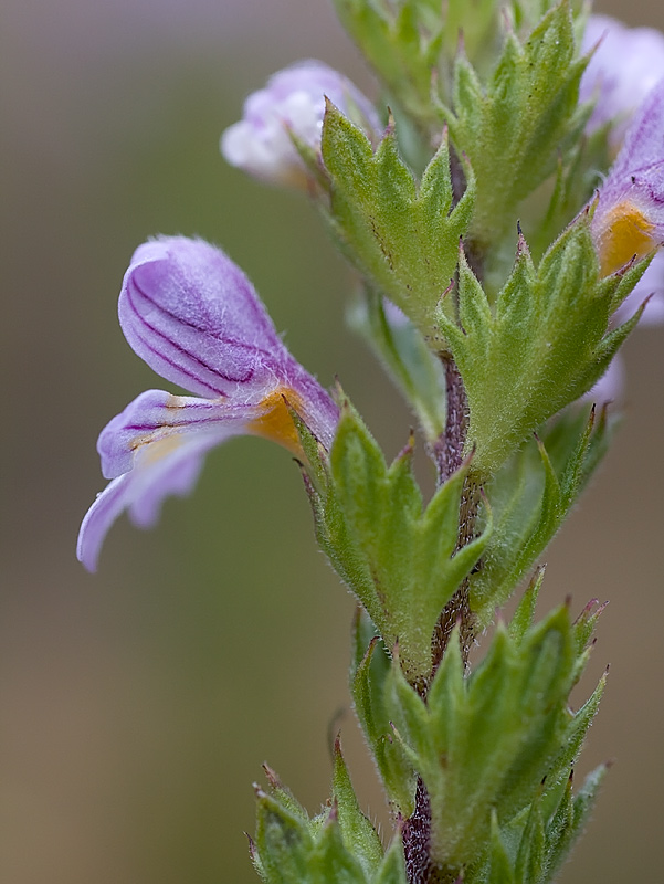 Altra  Euphrasia....quale?