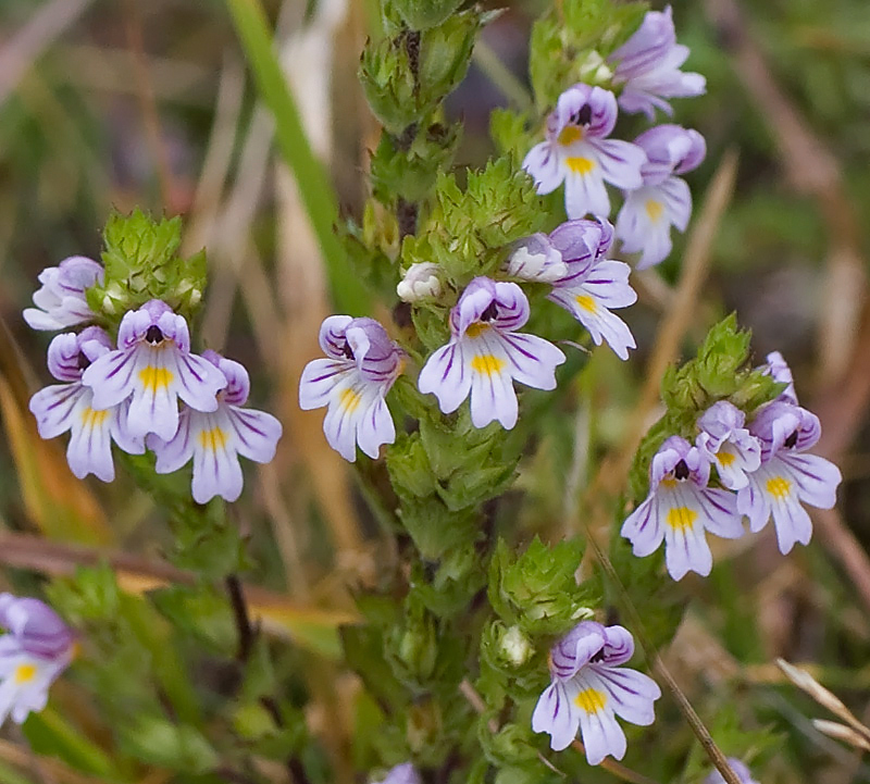 Altra  Euphrasia....quale?