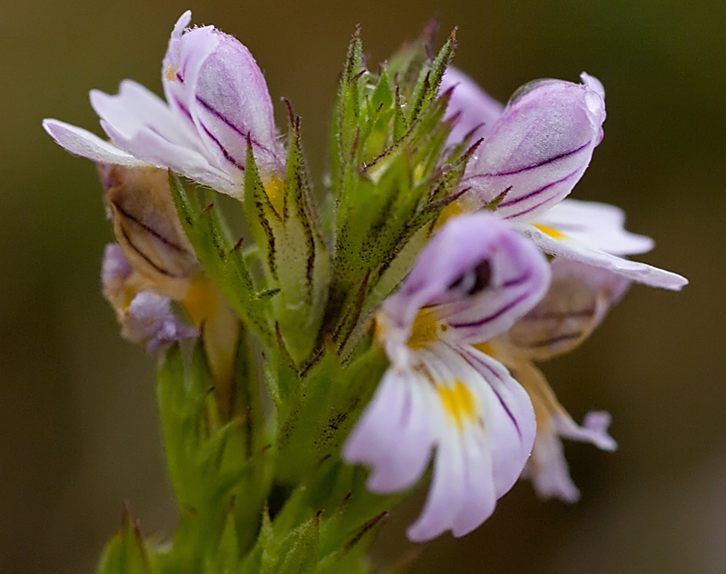 Altra  Euphrasia....quale?